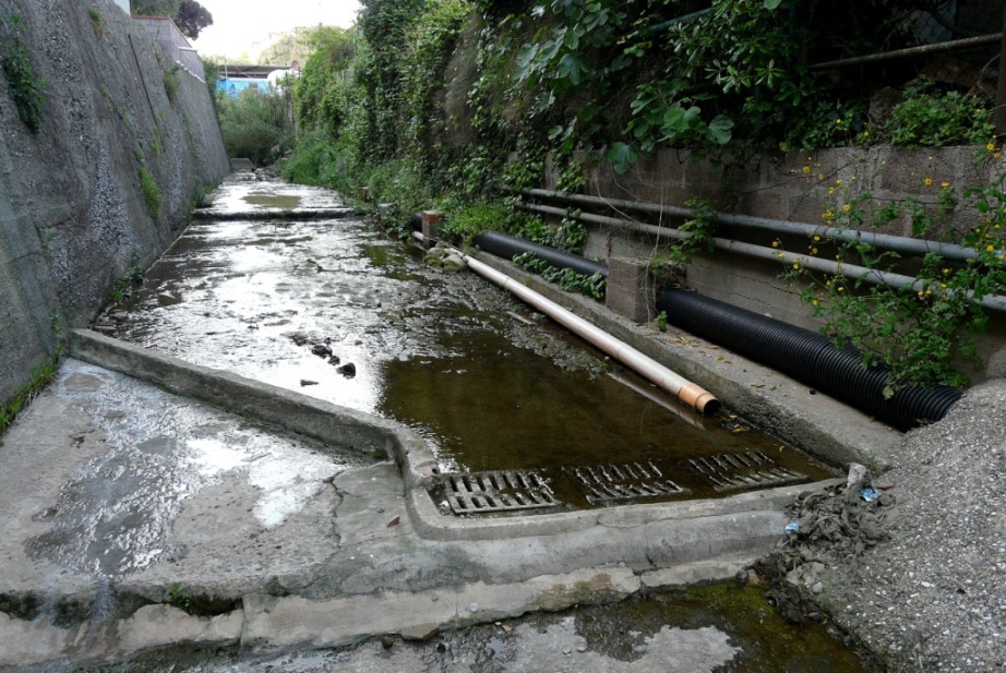 Rio Salivoli (Piombino) - rospi smeraldini in citt!